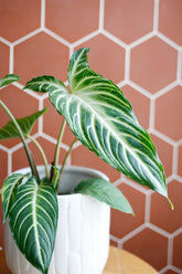 Xanthosoma lindenii, with 5.5 inches White Decor Pot